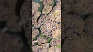 Cookies #weedchannel #420 #cannabiscommunity #medicalcannabis #medicalweed #highlife #stonerfam
