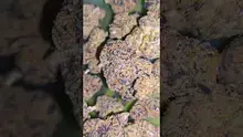 Big Bud Reviews Video Thumbnail