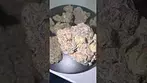 Tyson 2.0 | Alexandra The great | Thc 30% medical uk prescription