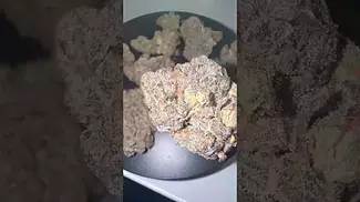 Tyson 2.0 | Alexandra The great | Thc 30% medical uk prescription