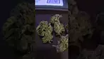UK Medical Cannabis - Lavender Cake - Quick Review