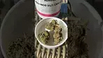 Chemango Kush T31 Medical ukmedicalcannabis painpaitent chemangokush auora