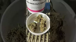 Chemango Kush T31 Medical ukmedicalcannabis painpaitent chemangokush auora