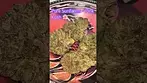 Pure Sunfarms ~ Pink Kush (21%)