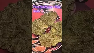 Pure Sunfarms ~ Pink Kush (21%)