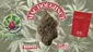 Video Thumbnail: Big Bud Reviews