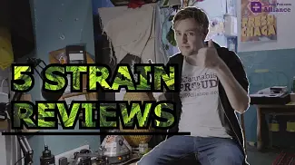 Medical Cannabis Strain Review: Pain Relief & Taste Test | 5 Strains in One Video