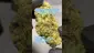 Video Thumbnail: Review Budd