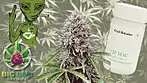 Mac OG by Craft Botanics T27 : Medical Cannabis Review 