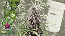 Big Bud Reviews Video Thumbnail