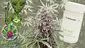 Video Thumbnail: Big Bud Reviews