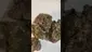 Video Thumbnail: Medical 420