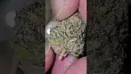 Green Karat  - LobsterZ - (Blue Lobster x Zangria) Full Review