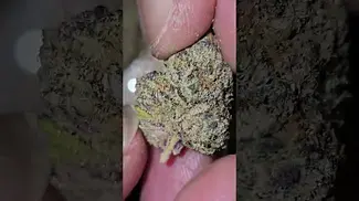 Green Karat  - LobsterZ - (Blue Lobster x Zangria) Full Review