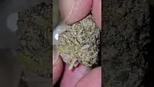 Vinnie's Lounge Video Thumbnail