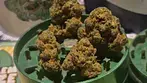 Mamedica® STG T27 Strawberry Grail Medical Cannabis Flower 