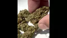 Medical Bud Reviews Video Thumbnail