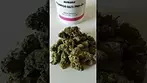 Aurora Pink Diesel 31/1 PND-CA