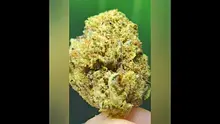 THC Bunny Video Thumbnail