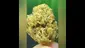 Video Thumbnail: THC Bunny