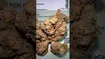 4C Labs Morning Sun UK MEDICAL