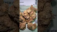 GirlScoutCookieWeed420 Video Thumbnail