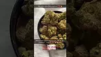 One of the best medical cannabis strains if not the best.