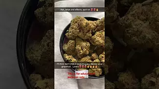 One of the best medical cannabis strains if not the best.