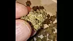 UK LEGAL MEDS: #Mamedica Black Garlic 26% #mmj #uklegal
