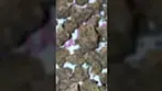 Review in description Medicus Fire Cookies (minis)