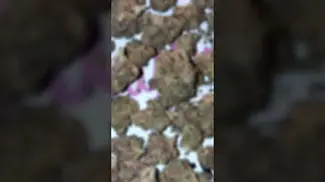 Review in description Medicus Fire Cookies (minis)