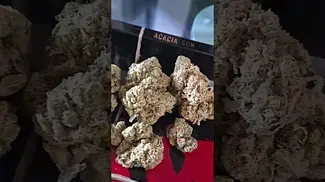 GREEN KARAT S1 PAVE 28% THC