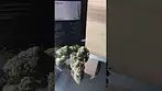 Lot420 GLOC T28 Gelato Orange Cake Medical Cannabis Flower