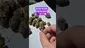 Video Thumbnail: ScottiDunCanna