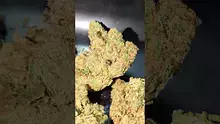 PrescribedBouquet Video Thumbnail