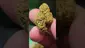 Video Thumbnail: THC Bunny