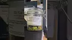Dab O’clock | Green Karat - Supreme Diesel  fresh off the press #ukmedicalcannabis