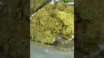 Papers | Animal Face Cookies | UK Medical Flower | First Look 