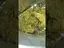 Video Thumbnail: VIP THC