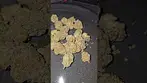 High Society Lot420 AAAA UK Medical Flower First Impressions