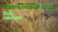 Video Thumbnail: Smacksalad