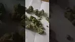 LOT 420 - Gelato 33 (GLT) (UK Medical Cannabis Prescription)