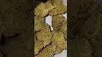 peacenaturals gmo 30%thc #medicalcannabis #medical #cannabisdaily #flavours #cannabisheals