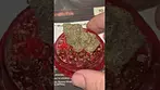Ripped Off Runtz (ROR 28/1) by Lot420 Close up 