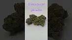 Plantations Ceres Rainbow Pavé #shortsfeed #shortvideo #shorts #cannabiscommunity #420  #zaza