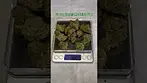 Green Karat: Modified Gas (Pack opening & Weigh)