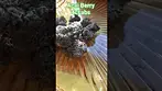 Acai Berry 25% 4cLabs Releaf #ukmedicalcannabis #medicalcannabis #cannabiscommunity #Releaf
