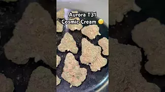 Aurora T31 Cosmic Cream weight