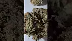 Mamedica Chem Cookies Quick Look! medicalcannabisuk prescription mamedica