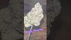 Aurora ~ Farm Gas 27% Info in description 